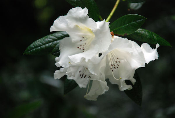 Ardnagashel_white_rhododendron
